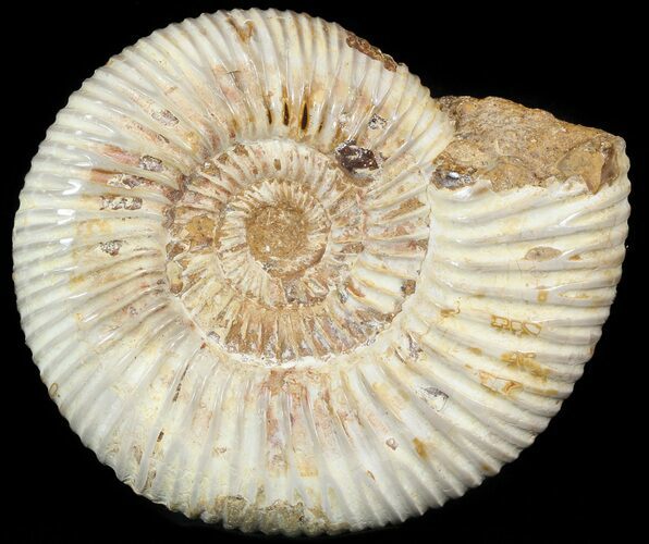 Perisphinctes Ammonite - Jurassic #46921